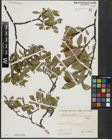 Foto von Salix hastata L.